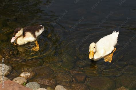 Baby Ducks Wallpaper