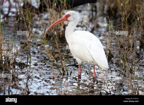 An American White Ibis Wading Through The Wetland Stock Photo Alamy