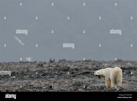 Polar Bear Ursus Maritimus Male Blomstrandhalvoya Svalbard