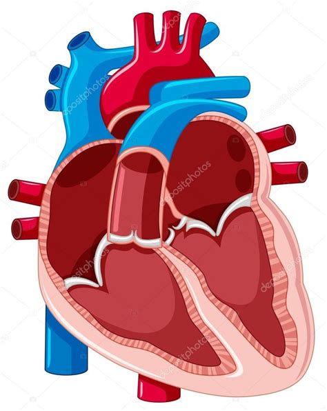 Juegos De Ciencias Juego De Corazon Partes Cerebriti