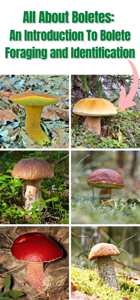 All About Boletes An Introduction To Bolete Foraging And Identification Mushroom Appreciation