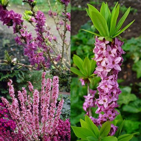 Seeds for Planting, Daphne Mezereum Seeds, Paradise Plant, Mezereon, February Daphne, Bulk ...