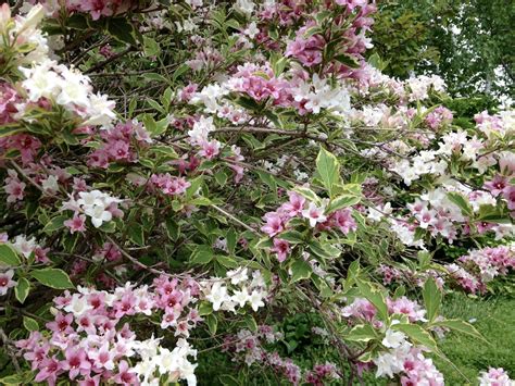 Of Sage and Sepia: Tower Hill Gardens