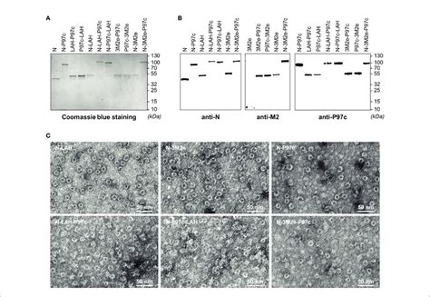 Biochemical And Biophysical Characterization Of Lah And M E Based