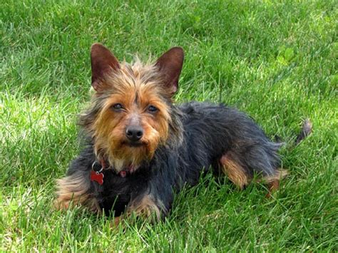 Yorkies For Adoption Rmyr Rocky Mountain Yorkie Rescue