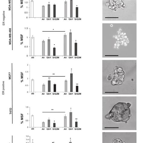 Cells within G0/1 cell cycle phase show increased mammosphere formation ...