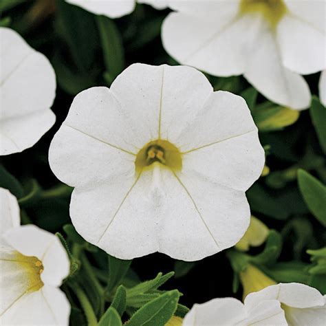 Kabloom® White Calibrachoa Seeds Seedsplant