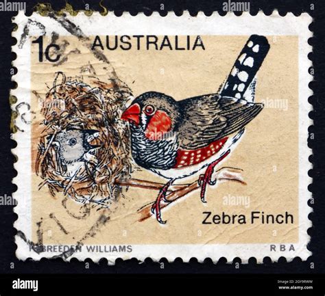 Australia Circa A Stamp Printed In The Australia Shows Zebra