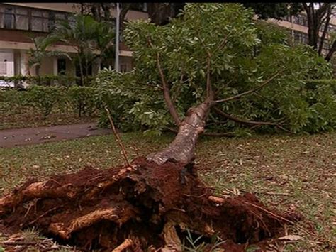 Vídeo Chuva e ventania causam estragos no DF DF2 G1