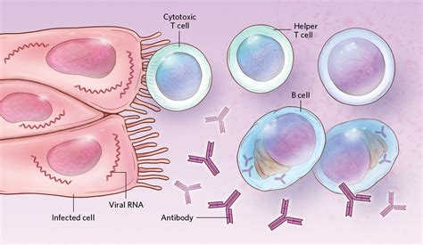 Sex Differences In Immune Responses To Viral Infection — Health