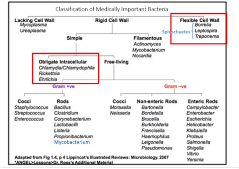 Atypical Medically Important Bacteria Flashcards Quizlet