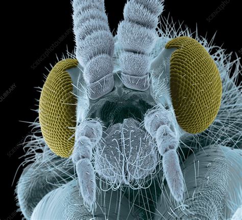 Fly Head Sem Stock Image F Science Photo Library