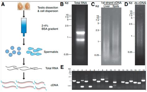 Genes Free Full Text Yeast Two Hybrid Screen Identifies Pka Ri