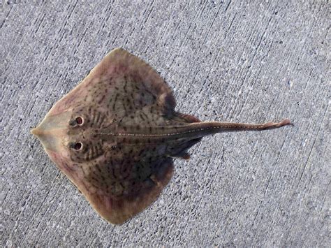 Clearnose Skate Mexico Fish Birds Crabs Marine Life Shells And