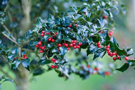 Ilex: holly bushes to grow for berries and evergreen leaves - Gardens ...