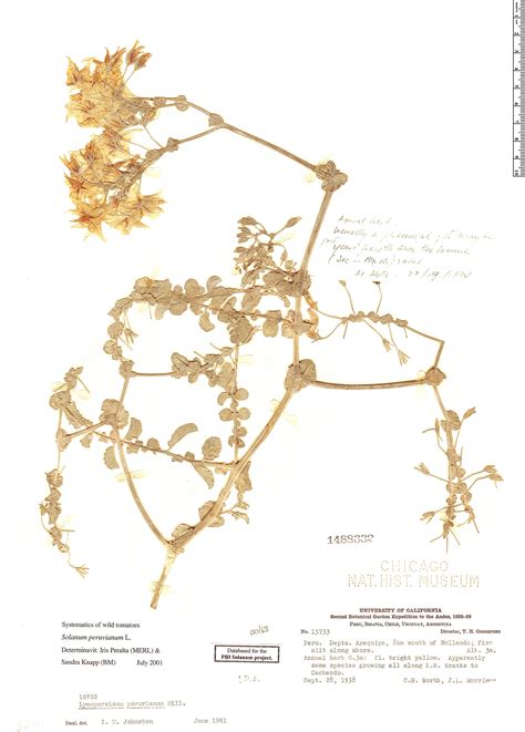 Solanum Peruvianum Rapid Reference The Field Museum