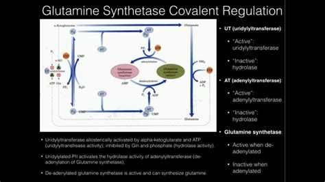 Covalent Regulation Of Glutamine Synthetase Youtube