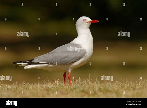 Mouette Bec Rouge Chericocephalus Scopulinus Aussi Maquereau Ou