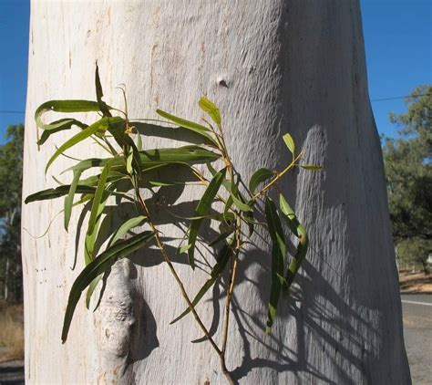 Sementes De Eucalipto Cidr Lim O Citriodora P Mudas Plante