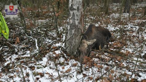 My Liwy Z Norwegii Zabi Na Lubelszczy Nie Chronione Zwierz Ta Pr Pl