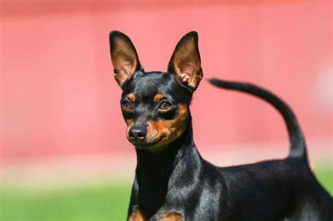 El Pinscher Miniatura Una Raza De Perro Muy Valiente Y Activa Foto