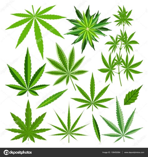 Marijuana leaf vector set — Stock Vector © VectorShow #136450084