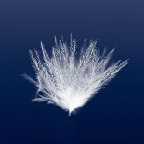 Premium Photo White Bird Feathers