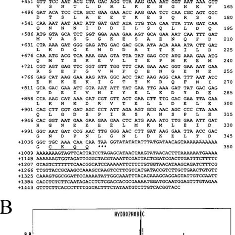 A Nucleotide Sequence Of The PEX19 Gene And Deduced Amino Acid