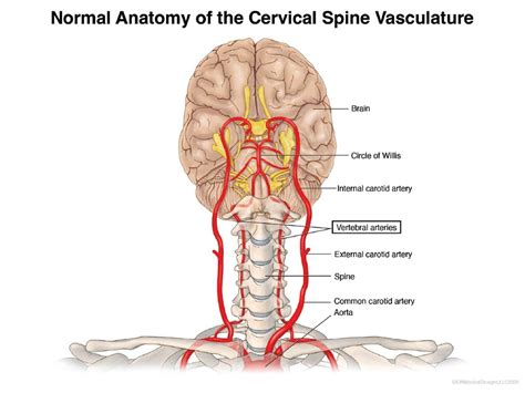 Normal Anatomy of the Cervical Spine Vasculature