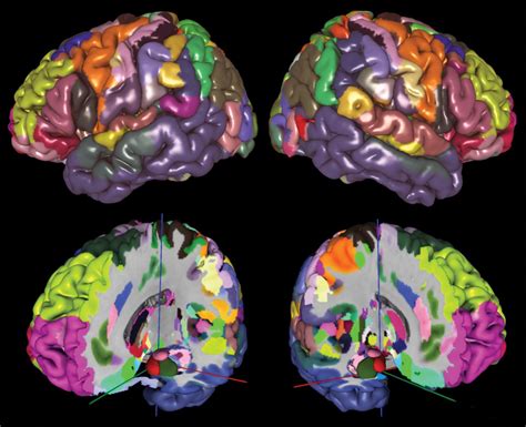 Julich Brain A 3D Probabilistic Atlas Of The Human Brains