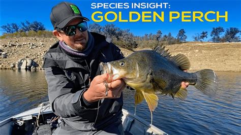 Golden Perch Fishing Yellowbelly At Glenlyon Dam Youtube