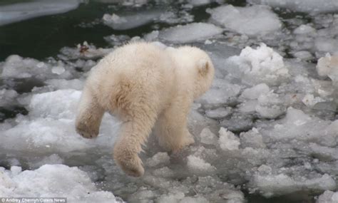 Adorable Moment Polar Bear Cub Plucks Up The Courage To Go For A Dip