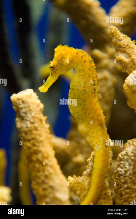 A Longsnout Seahorse At The Monterey Bay Aquarium In California Stock