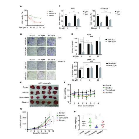 Bilirubin Reverses Vemurafenib Induced Apoptosis In Melanoma Cells