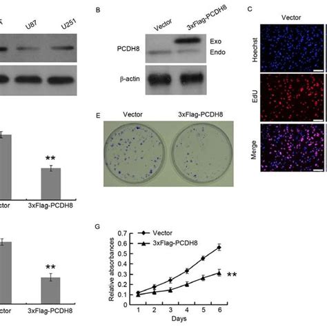 Pcdh8 Silencing Promotes Glioma Cell Proliferation Western Blot