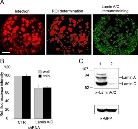 Analysis Of Lamin Knock Down In U Os Cells Seeded On An Adenoviral