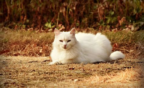 Le carcinome épidermoïde chez le chat symptômes traitement et prévention