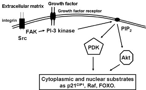 Overview Of The Pi 3 Kinase Signal Transduction Pathway Activation Of