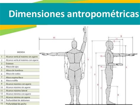 5 Antropometría Escala Y Proporción