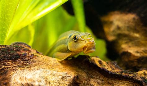 Poissons Nettoyeurs Daquarium Lesquels Choisir Pour Quelle Utilité