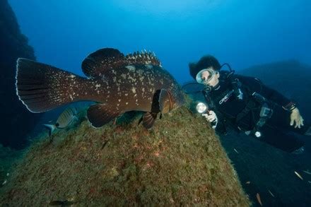 Dusky Grouper Epinephelus Marginatus Observed Swimming Editorial Stock