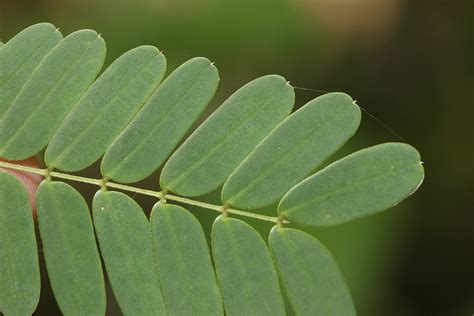 Entada Parvifolia Fabaceae Image At Phytoimages Siu Edu