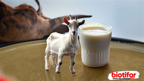 Perbedaan Susu Kambing Saanen Dan Etawa Mana Lebih Baik