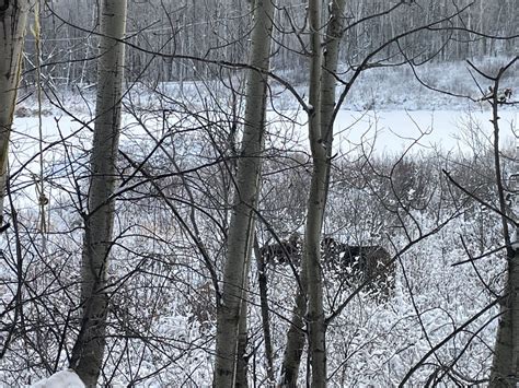 Moose From Miquelon Lake Provincial Park Campground Camrose County AB