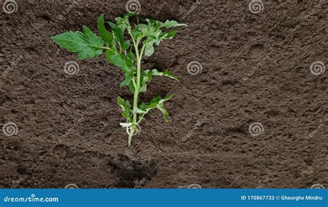 In The Process Of Planting Tomato Seedlings Stock Image Image Of