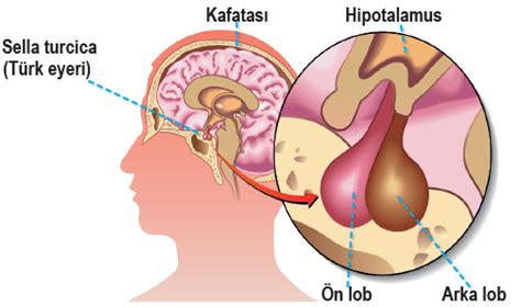 Epifiz Bezi Ve Salg Lad Hormon Hipofiz Bezi Ve Salg Lad