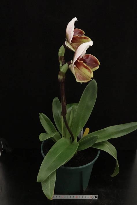 Yahoo Paph Firefall