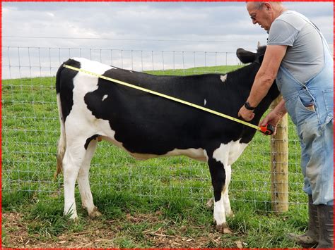 Confessions Of A Crazed Cattlewoman Weighing Cattle By Measurements