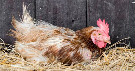 Poule Qui Couve Pourquoi Et Comment L Emp Cher Mes Poules