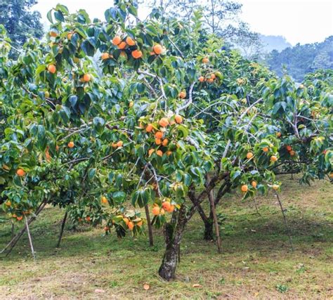 Growing Your Own Persimmons Tips For A Fruitful Harvest